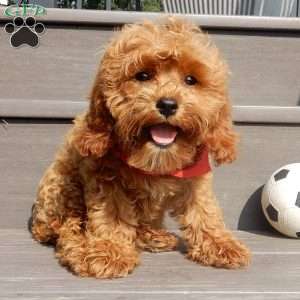 Rambo (micro), Cavapoo Puppy